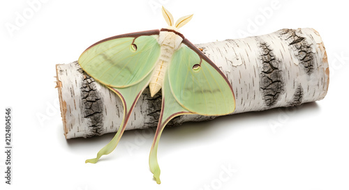 Green luna moth resting on a birch log over white background