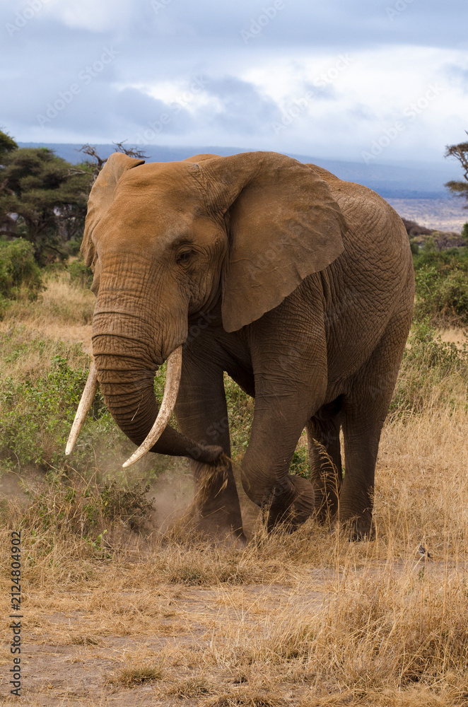 Fototapeta premium Eléphant d’Afrique,