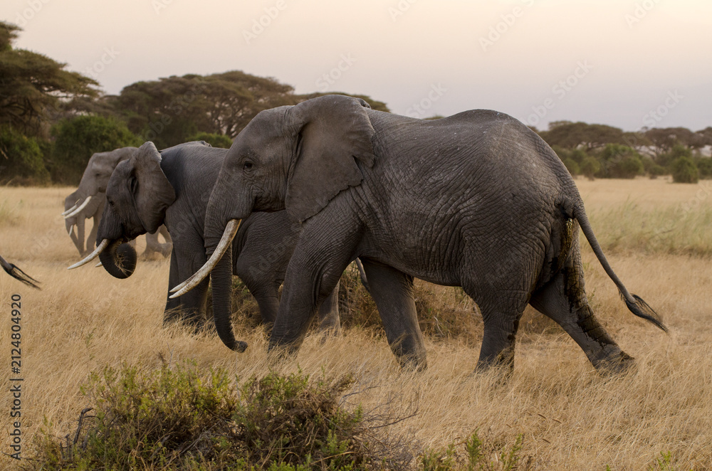 Fototapeta premium Eléphant d’Afrique,