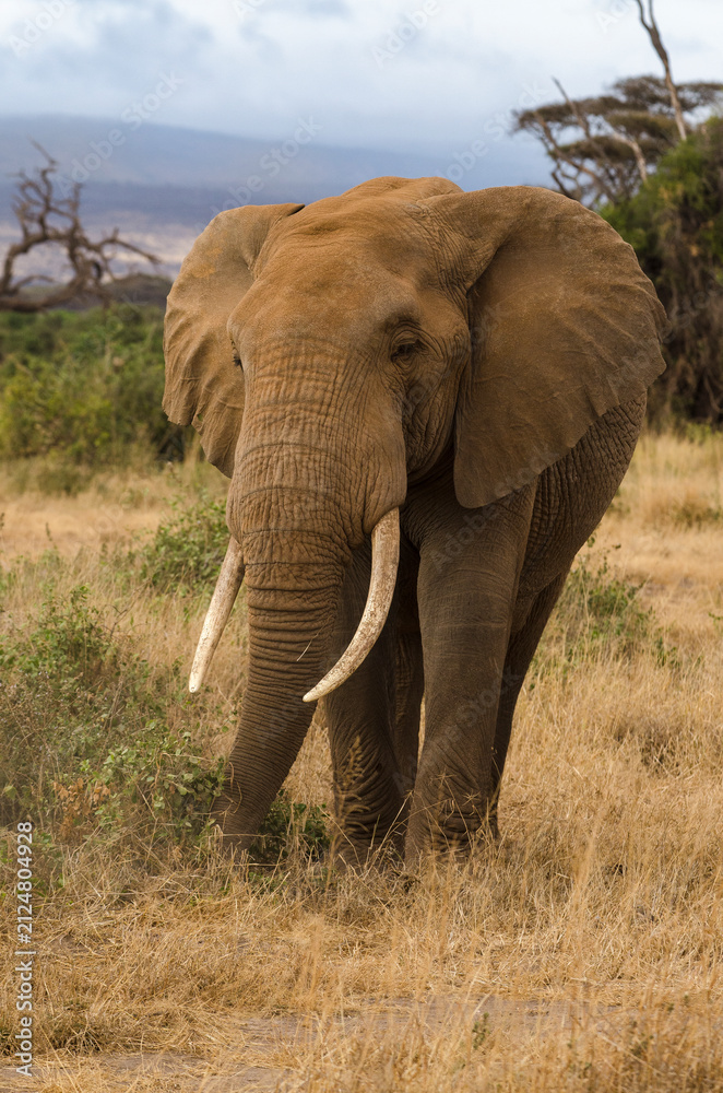 Fototapeta premium Eléphant d’Afrique,