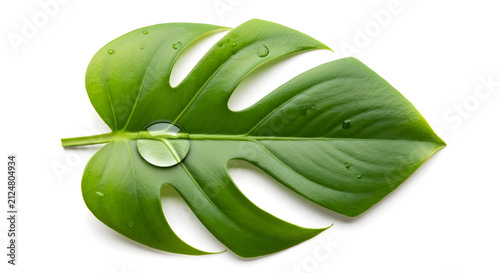 Fresh monstera leaf with clear water droplet on white background