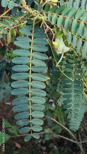 Branch of a hummingbird tree with pinnate green leaves and a single white flower blossom.