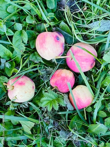 Fallen Ripe Apples on Green Grass – Autumn Harvest, Top View