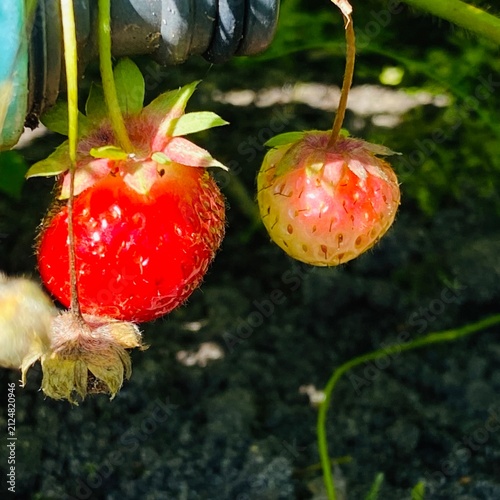 Ripe and Unripe Strawberries Hanging on the Plant – Sunny Garden Close Up