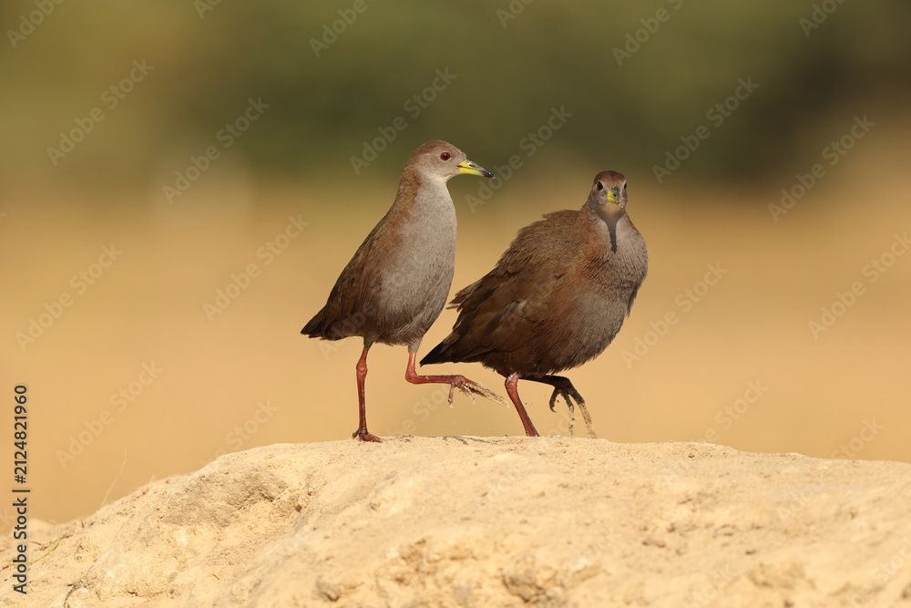Obraz premium The brown crake (Zapornia akool), or brown bush-hen, is a waterbird in the rail and crake family (Rallidae) found in South Asia.