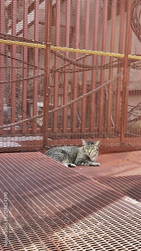 Vertical Stray Cat Resting on Red Metal Mesh Platform