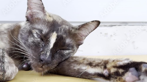 Cozy Tortoiseshell Cat Taking a Nap on Wooden Table