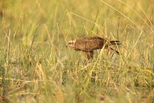The western marsh harrier (Circus aeruginosus) is a large harrier, a bird of prey from temperate and subtropical western Eurasia and adjacent Africa. This photo was taken in west India.