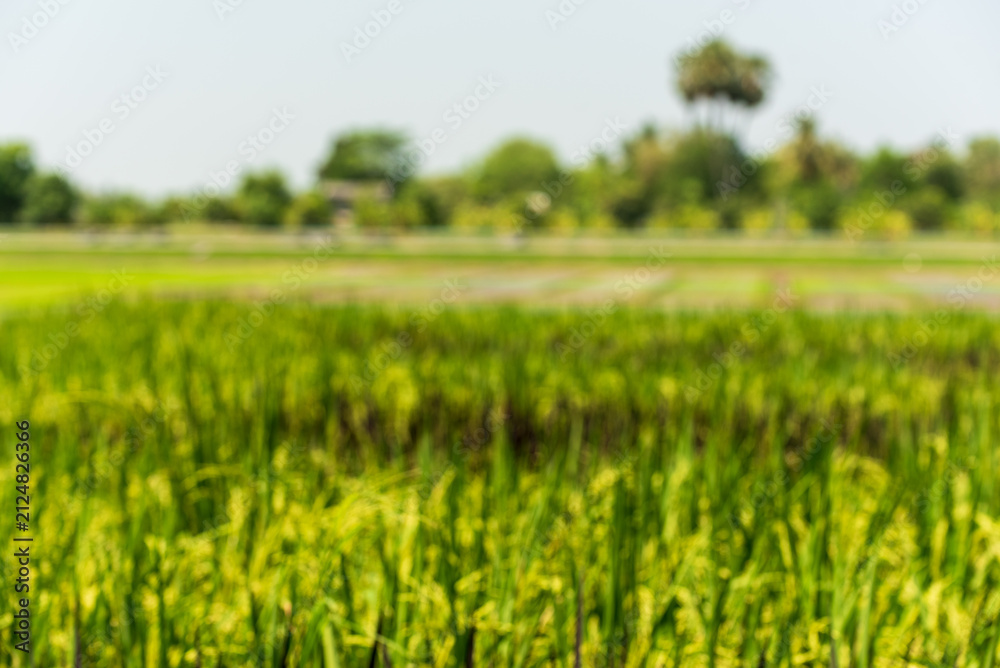 Obraz premium Asian golden rice paddy field vietnam green farm. Eco agriculture rice landscape concept. Harvest agriculture planting cultivation gold, green rice terraces organic farm with tropical natural sunrise