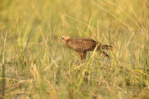 The western marsh harrier (Circus aeruginosus) is a large harrier, a bird of prey from temperate and subtropical western Eurasia and adjacent Africa. This photo was taken in west India.