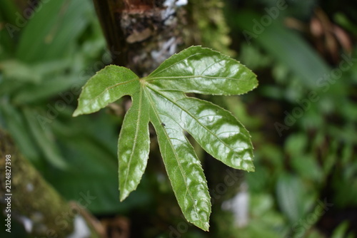 Foto Vibrant green leaf with five lobes hangs from a mossy branch