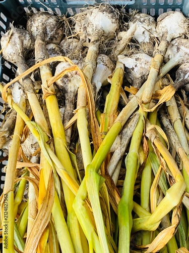 Freshly Harvested Garlic Bulbs with Stems and Roots in a Crate