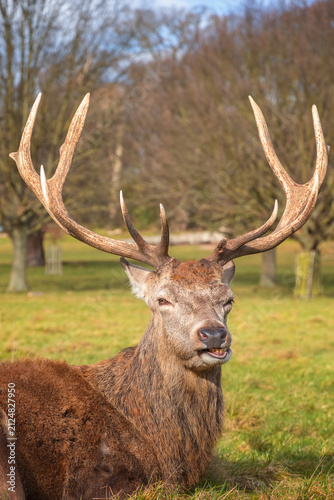 Photography A humorous portrait of red deer in London, UK