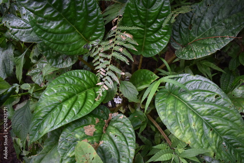 фотографія Large green leaves dominate this lush jungle scene