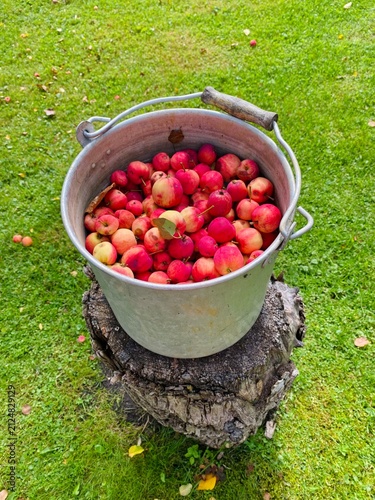 Metal Bucket Full of Red Apples on Old Tree Stump – Autumn Harvest