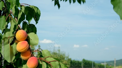 Ripe orange apricots on tree branch with copy space on bright sky background