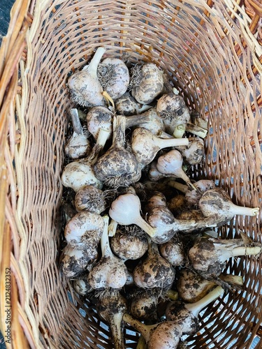 Freshly Harvested Unwashed Garlic Bulbs in Wicker Basket – Top View