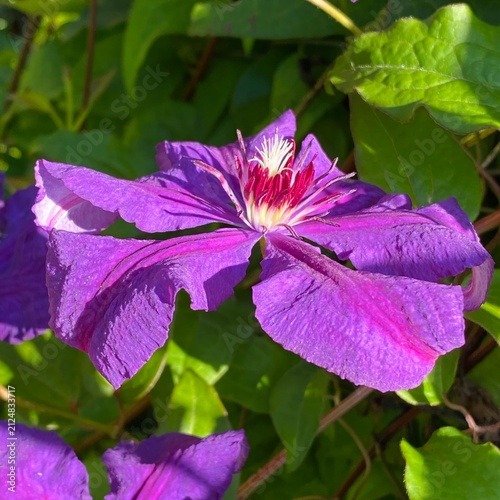 Purple Clematis Flower Close Up on Green Foliage – Sunny Summer Bloom