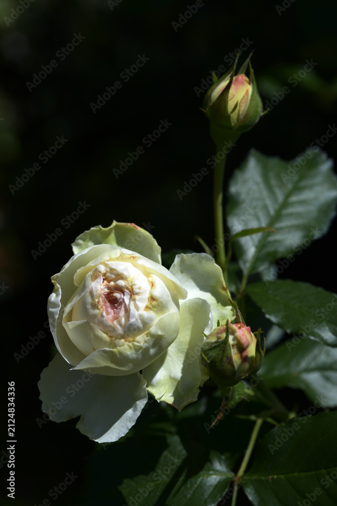Fototapeta premium ブラン・ピエール・ドゥ・ロンサール バラの花