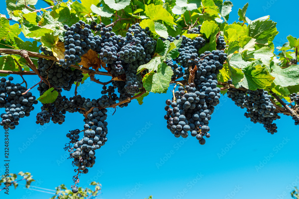 Naklejka premium Close up of ripe black grapes growing in clusters on green vine in sunny vineyard.