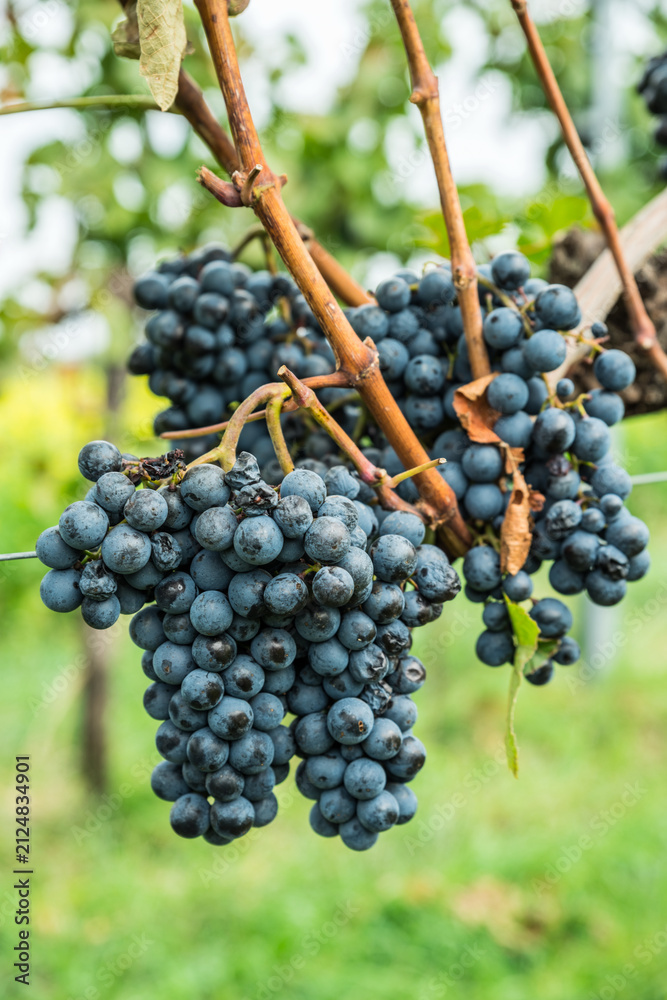 Obraz premium Close up of ripe black grapes growing in clusters on green vine in sunny vineyard.