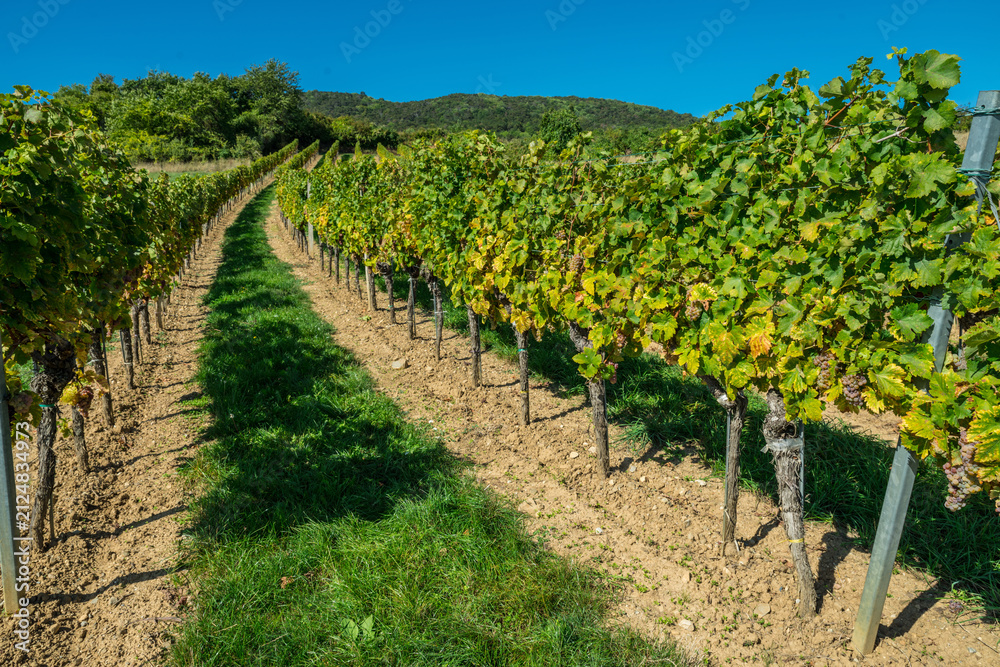 Obraz premium Wide panorama of green vineyard rows stretching across countryside under clear blue sky.