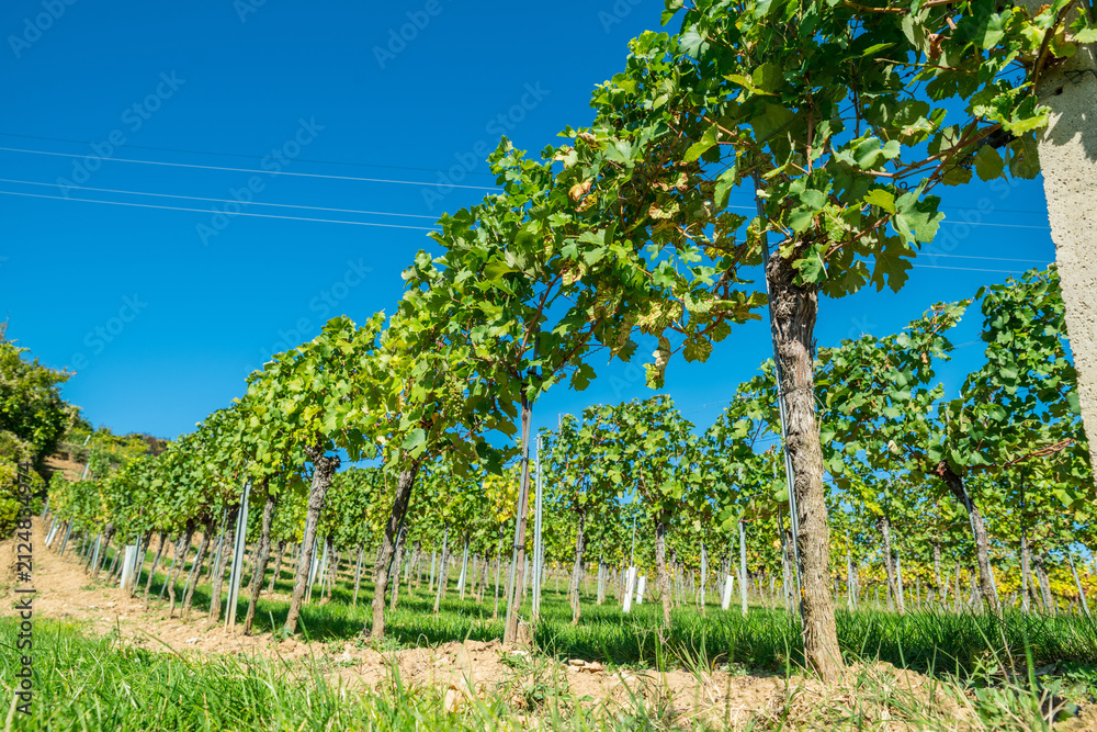 Obraz premium Wide panorama of green vineyard rows stretching across countryside under clear blue sky.
