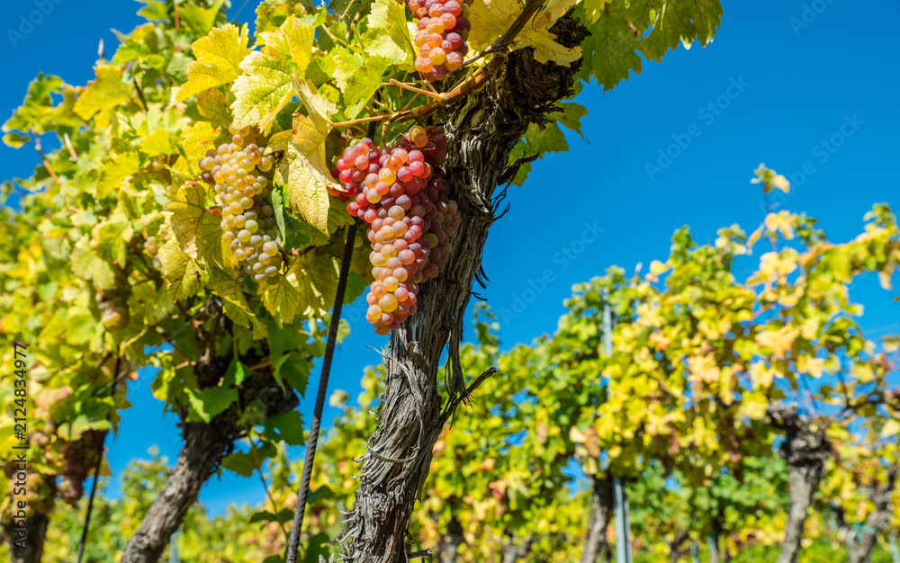 Obraz premium Ripe white grapes hanging in clusters on vine branch in sunny vineyard.