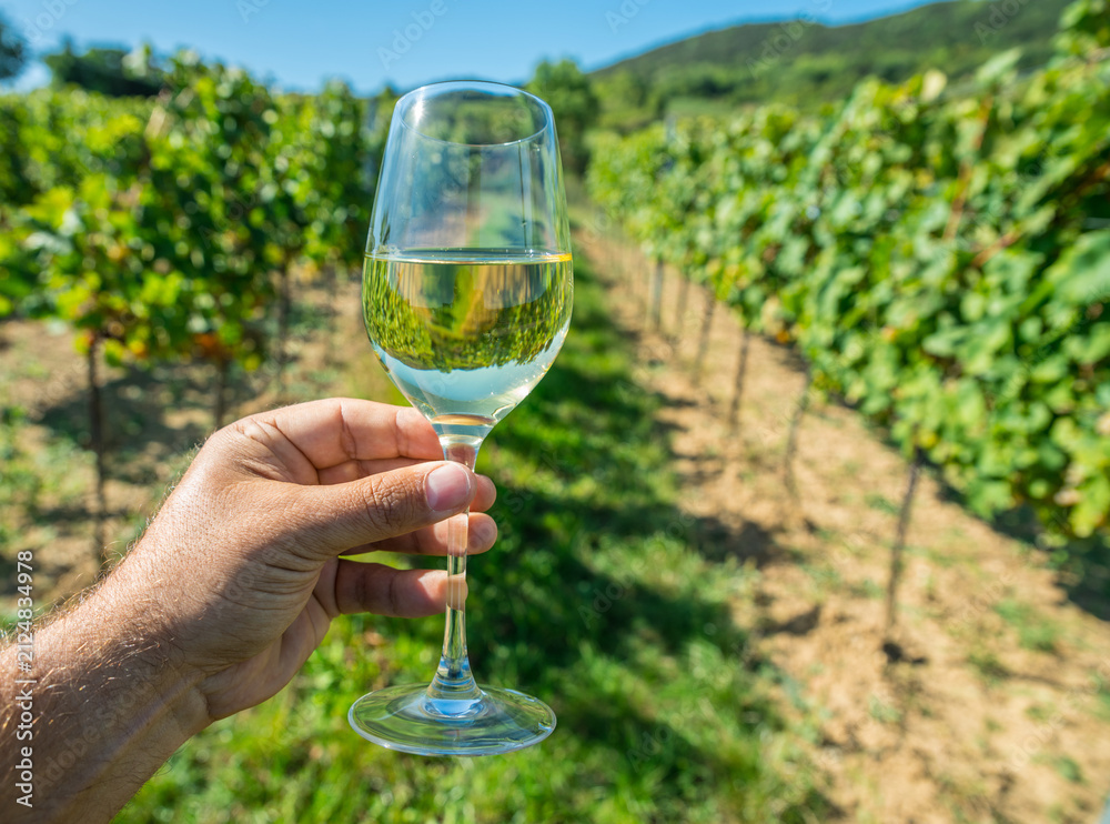 Naklejka premium Hand holding glass of chilled white wine in front of lush green vineyard.