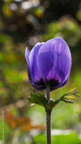 Purple Anemone Flower Backlit in Spring Garden with Soft Bokeh