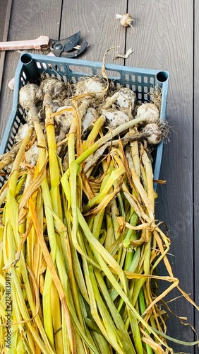 Freshly Harvested Garlic with Dried Stems in Crate and Pruning Shears – Top View