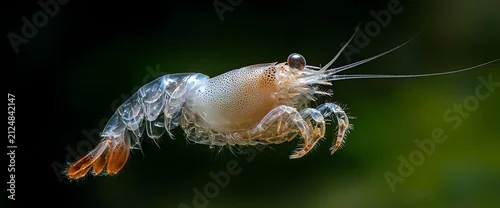 Panel kuchenny z motywem Detailed view of a shrimp