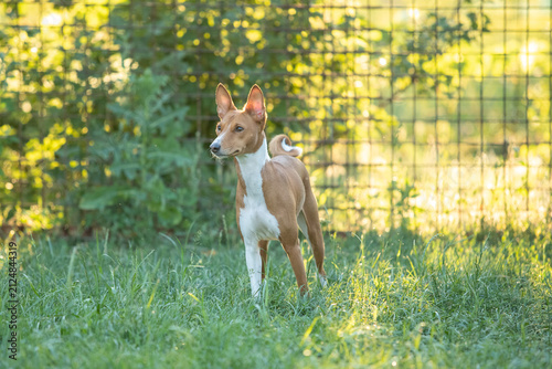 Basenji Dog Standing Alert on Green Grass in Warm Evening Light