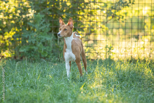 Basenji Dog Standing Alert on Green Grass in Warm Evening Light