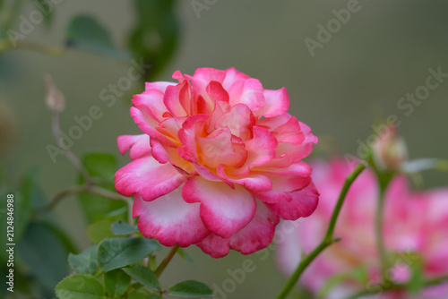 фотографія rose de couleurs rose fluo