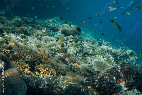 Photography Underwater scene reveals vibrant coral reef teeming with life