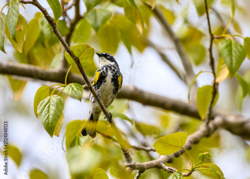 Quadro su tela Yellow throated warbler resting on a branch during spring in a green area near t