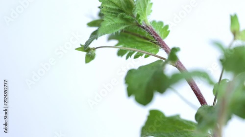 Close-up of Veronica persica, Persian Speedwell with Blue Flowers and Green Leaves on White Background