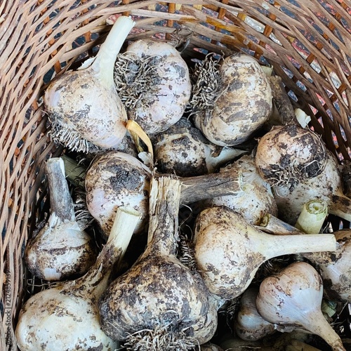Freshly Harvested Unwashed Garlic Bulbs in Wicker Basket – Rustic Close Up