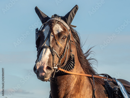 Scandinavian Coldblood Trotter