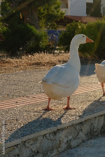Canvastavla Domestic goose walking along seaside promenade path