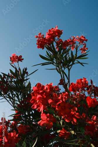 Foto Red flowering shrub photographed against clear blue sky background