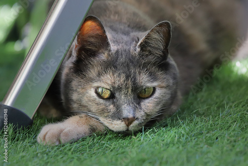 cat on grass