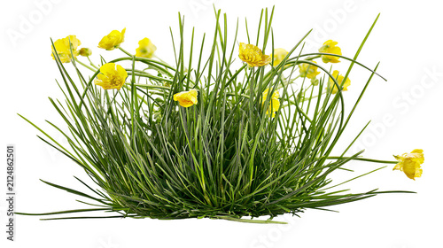 Картината върху платно Small clump of green grass with yellow buttercup flowers, isolated on transparen
