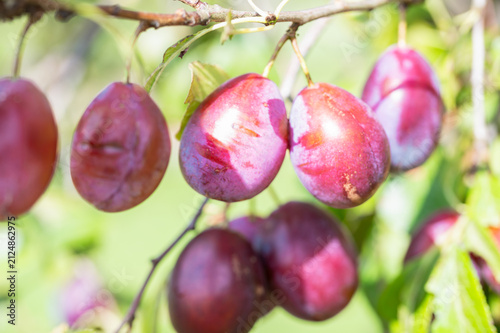 Quadro su tela Purple red ripening Jubileum plums with water drops hanging on branches of plum