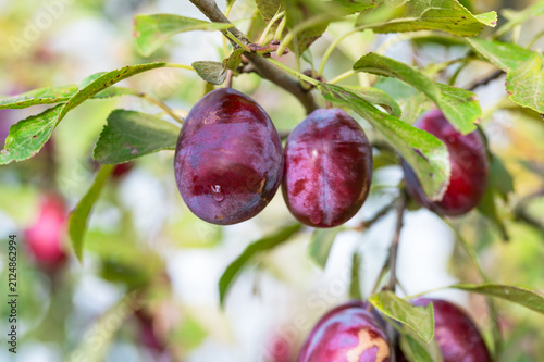 Fotografía Purple red ripening Jubileum plums with water drops hanging on branches of plum