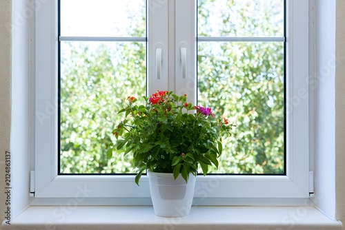 Vibrant potted flowering plant on a windowsill with a blurred natural green background