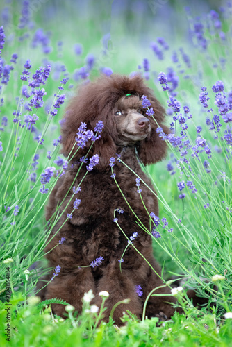 Chocolate Toy Poodle Sitting on Rock in Green Park