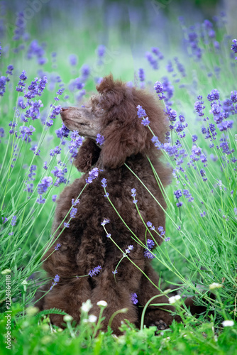Chocolate Toy Poodle Sitting on Rock in Green Park