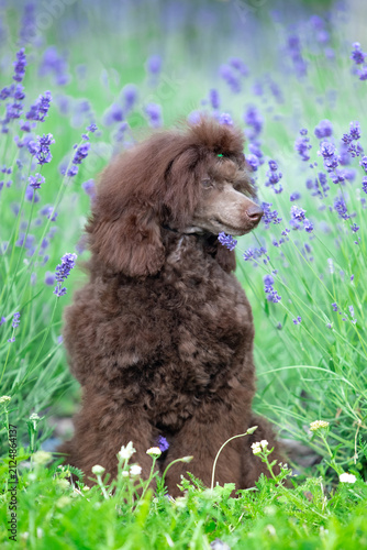 Chocolate Toy Poodle Sitting on Rock in Green Park